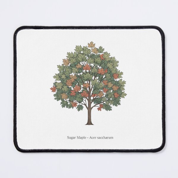 Item preview, Sugar Maple – Acer saccharum designed and sold by BloomKind.