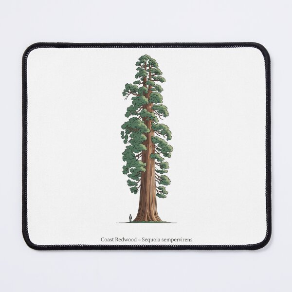 Item preview, Coast Redwood – Sequoia sempervirens designed and sold by BloomKind.