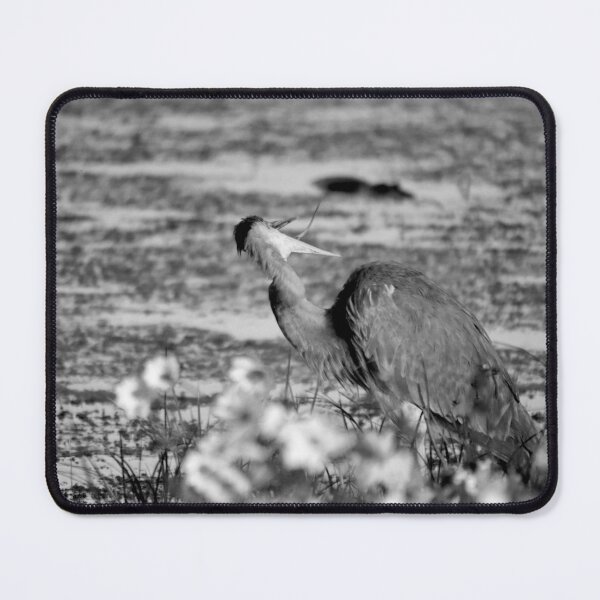 Item preview, Apopka Wildlife Drive Great Blue Heron Tongue Out Black And White designed and sold by MercerImages.