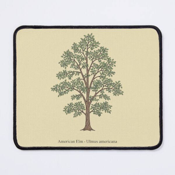 Item preview, American Elm – Ulmus americana designed and sold by BloomKind.