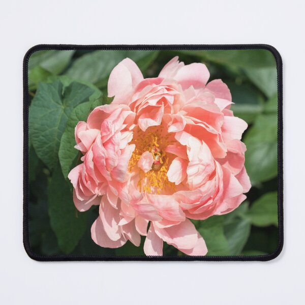 Item preview, One Very Showy Peony Bloom in Splendid Apricotty Pink designed and sold by Georgia Mizuleva.