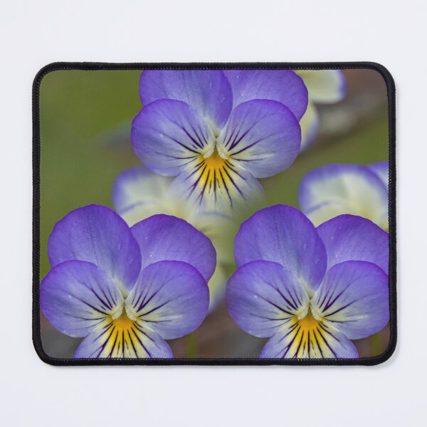 Item preview, Violets designed and sold by Veikko Suikkanen.
