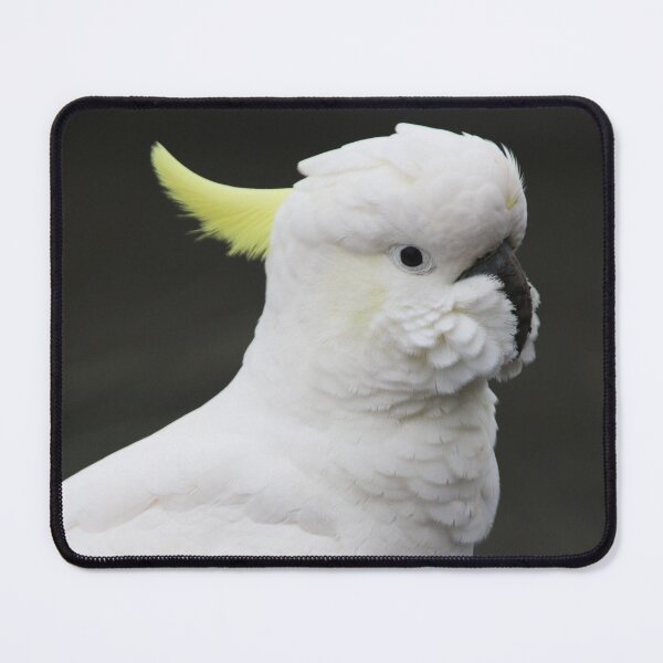 Item preview, Surfur Crested Cockatoo at Katoomba, NSW, 2018 designed and sold by Lauren Elizabeth Photograhy AU.