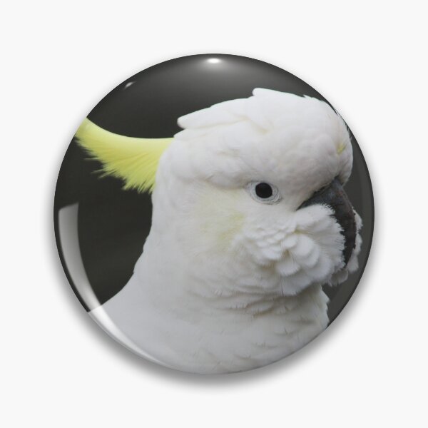 Item preview, Surfur Crested Cockatoo at Katoomba, NSW, 2018 designed and sold by Lauren Elizabeth Photograhy AU.