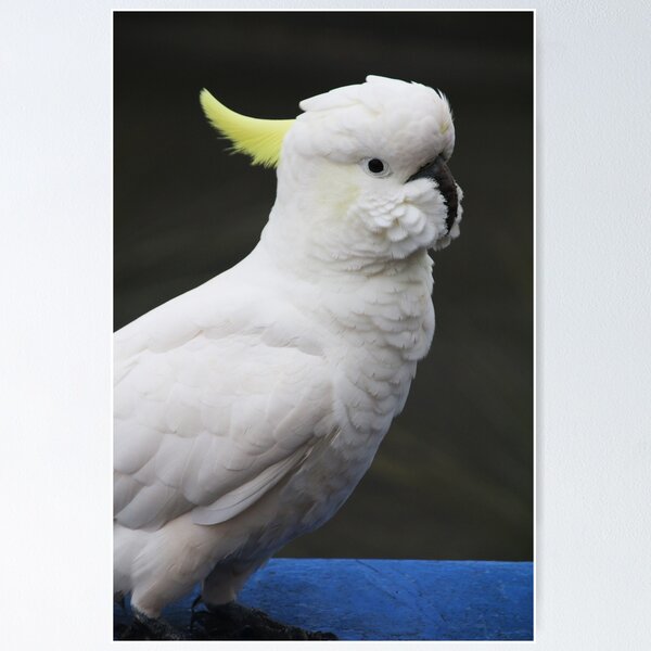 Item preview, Surfur Crested Cockatoo at Katoomba, NSW, 2018 designed and sold by Lauren Elizabeth Photograhy AU.