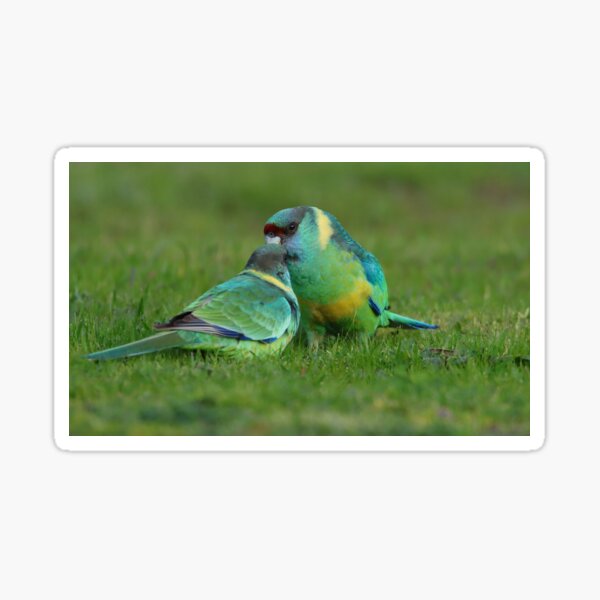 Item preview, Australian Ringneck Parrot  designed and sold by Seesee.