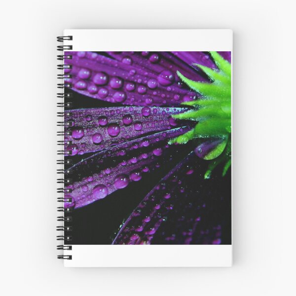 Aperçu de l'œuvre Photographie de fleurs - fleurs de marguerites violettes - floral créée et vendue par Ingrid Beddoes Photography.