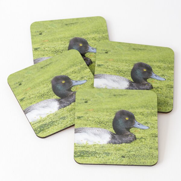 Item preview, Greater Scaup designed and sold by LaurenTucker.