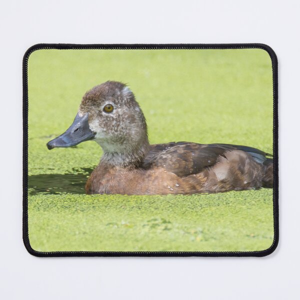 Item preview, Ring Necked Duck designed and sold by LaurenTucker.