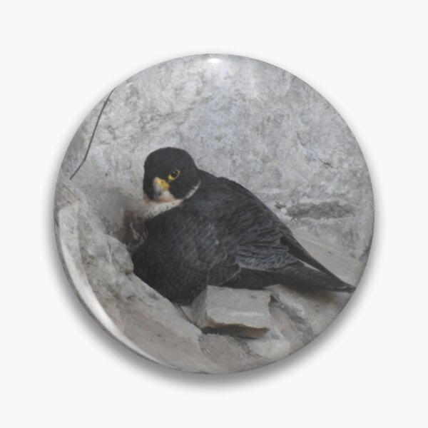Item preview, Nesting Peregrine Falcon designed and sold by The Georgia Nomad.