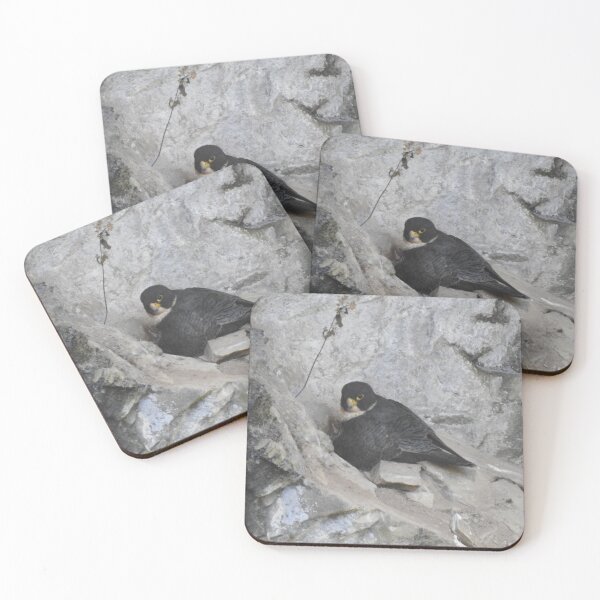 Item preview, Nesting Peregrine Falcon designed and sold by The Georgia Nomad.