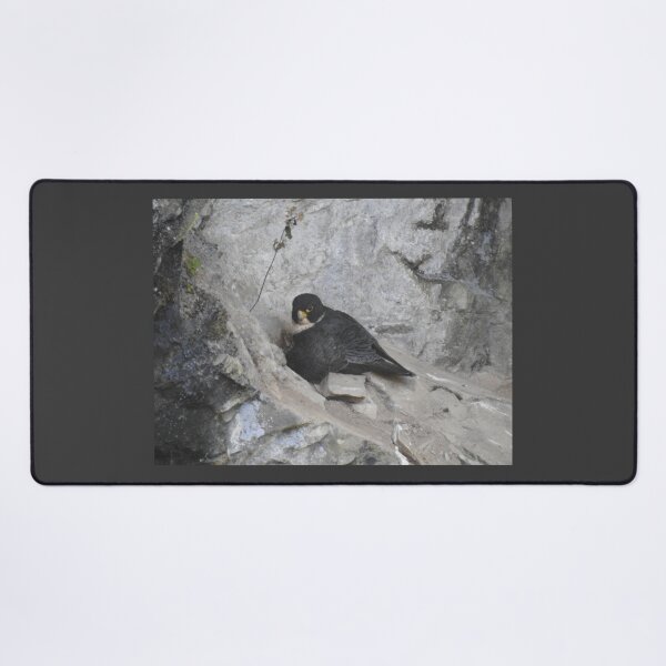 Item preview, Nesting Peregrine Falcon designed and sold by The Georgia Nomad.