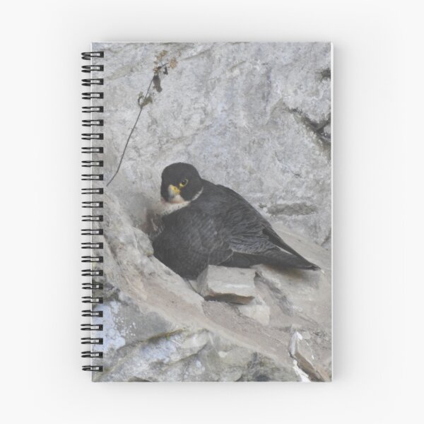 Item preview, Nesting Peregrine Falcon designed and sold by The Georgia Nomad.