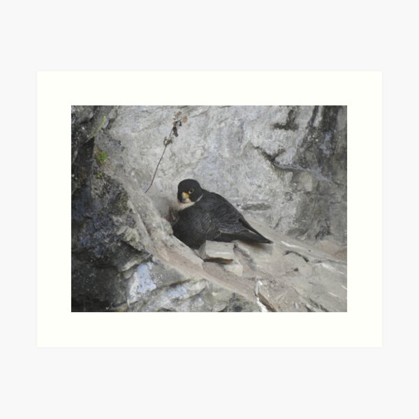 Item preview, Nesting Peregrine Falcon designed and sold by The Georgia Nomad.