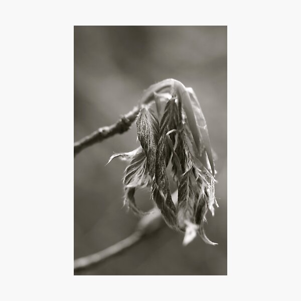 Artikelvorschau, Wilted Tree Leaves entworfen und verkauft von Fern Design.