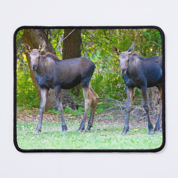 Item preview, Palouse Baby Moose designed and sold by Alison Meyer Photography.