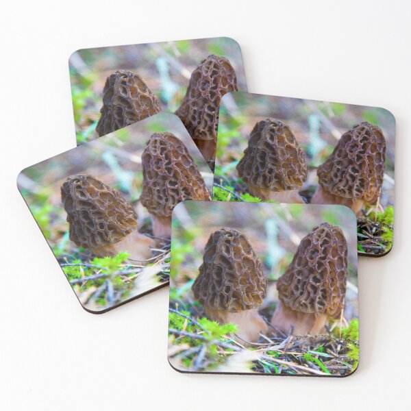 Item preview, Morel Mushrooms, North Idaho designed and sold by Alison Meyer Photography.