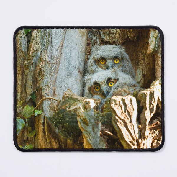 Item preview, Great Horned Owlets designed and sold by Alison Meyer Photography.