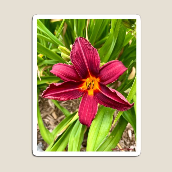 Item preview, Crimson Lily designed and sold by Lana Magnolia.