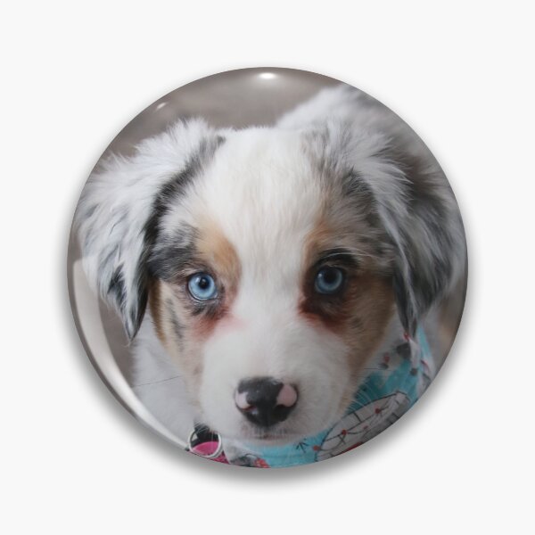 Artikelvorschau, Mini Australian Shepherd entworfen und verkauft von jeff7109.