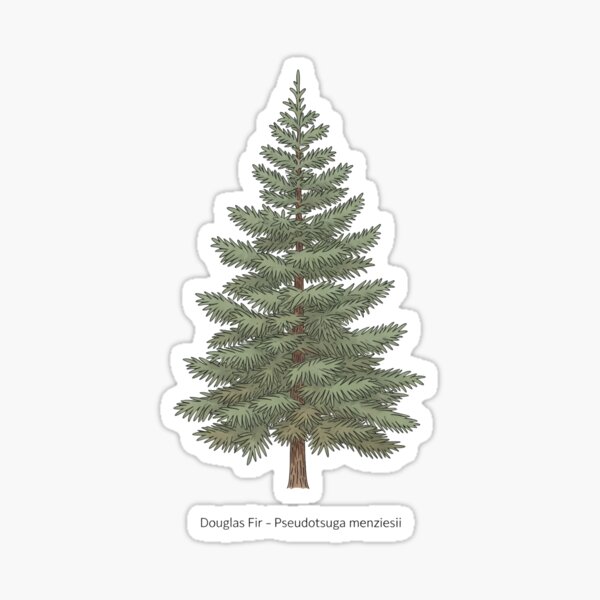 Item preview, Douglas Fir – Pseudotsuga menziesii designed and sold by BloomKind.