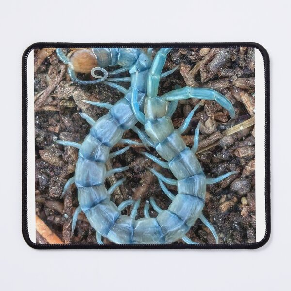 Item preview, Blue Tiger Centipede designed and sold by Scott Collins.