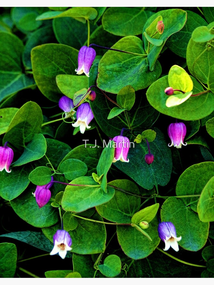 Clematis Addison S Leather Flower Art Board Print By Rural Guy Redbubble
