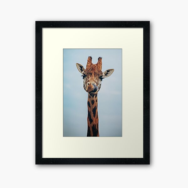 Vista previa del artículo con la obra «Retrato de jirafa con la lengua fuera: foto de animal con humor», diseñado y vendido por timoboyken.