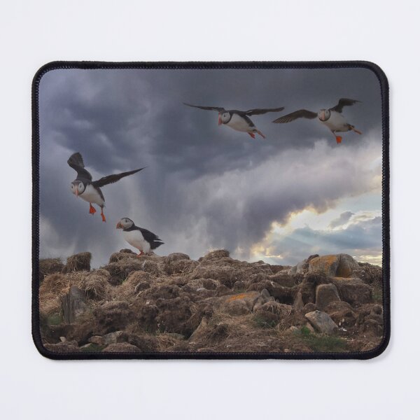 Item preview, Atlantic Puffins designed and sold by Alla Gill.