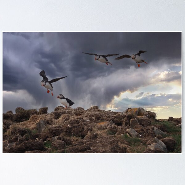 Item preview, Atlantic Puffins designed and sold by Alla Gill.