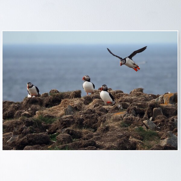 Item preview, Atlantic Puffins-2 designed and sold by Alla Gill.