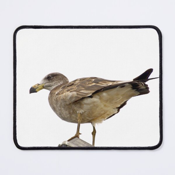 Item preview, Pacific Gull Wing designed and sold by ezcreate.media.