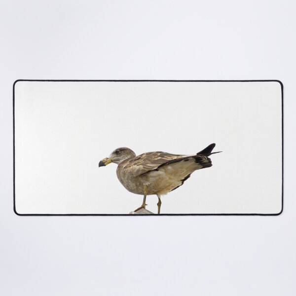 Item preview, Pacific Gull Wing designed and sold by ezcreate.media.