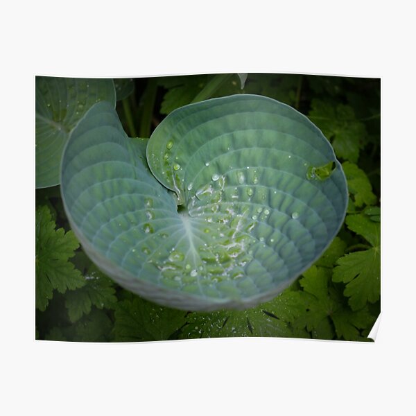Hosta bowl Poster