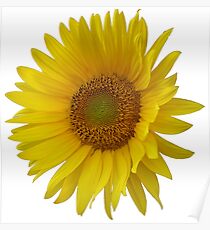 sunflower Poster