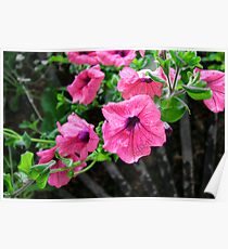 Pink Petals Poster