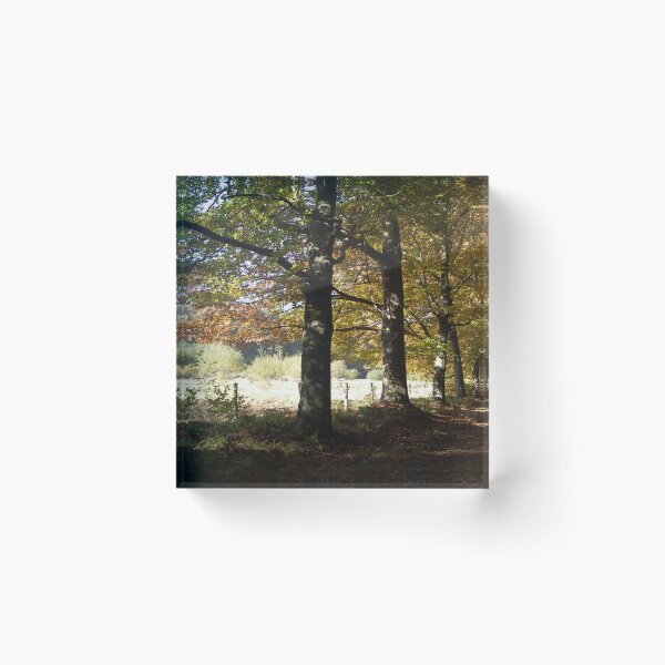 Item preview, Trees in Autumn designed and sold by CreaTwinkles.