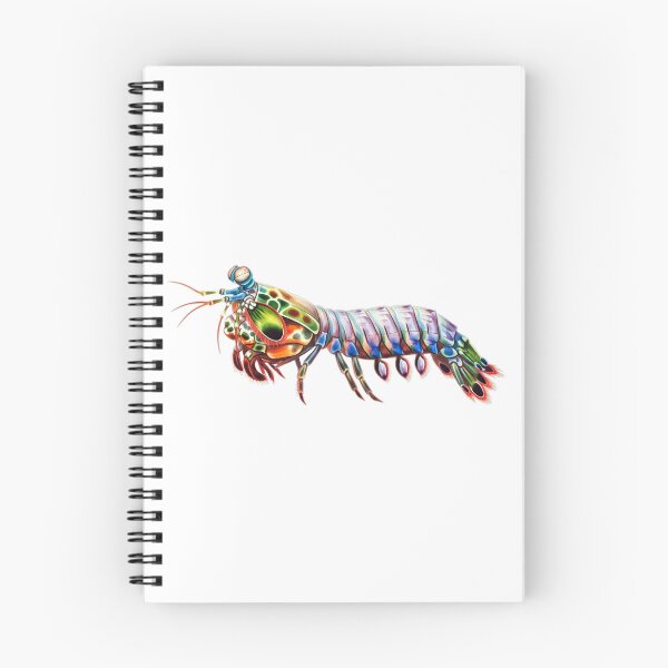 Item preview, Peacock Mantis Shrimp designed and sold by 4rtistcDrift.