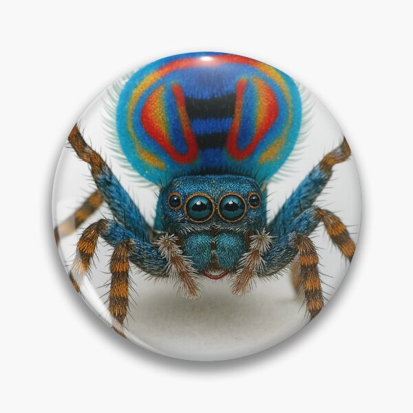 Item preview, Colorful Peacock Spider — Nature’s Tiny Dancer designed and sold by Liqidos39.
