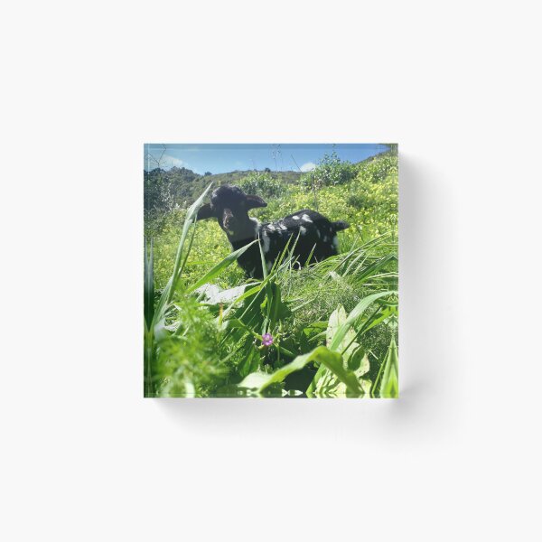 Item preview, Cabra en Tenerife designed and sold by Eleonora Tschudin.