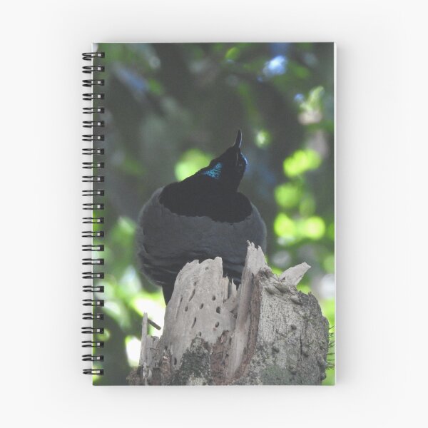 Item preview, Victoria's Riflebird - Bird of Paradise designed and sold by The Georgia Nomad.