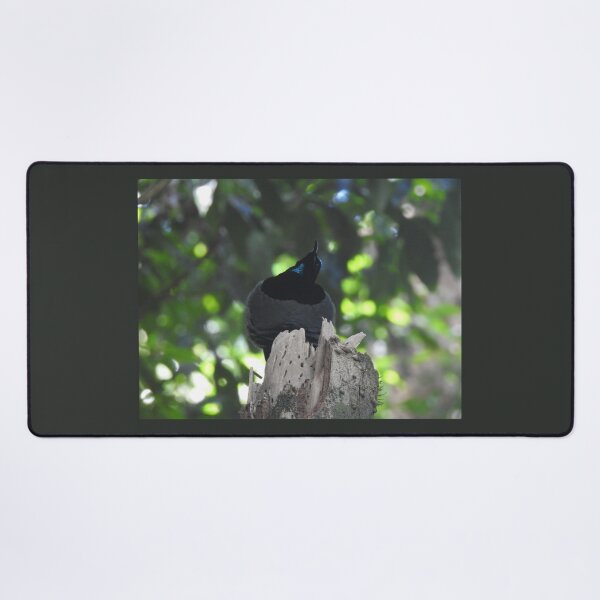 Item preview, Victoria's Riflebird - Bird of Paradise designed and sold by The Georgia Nomad.
