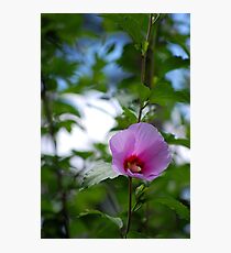 Pink Hollyhock Photographic Print