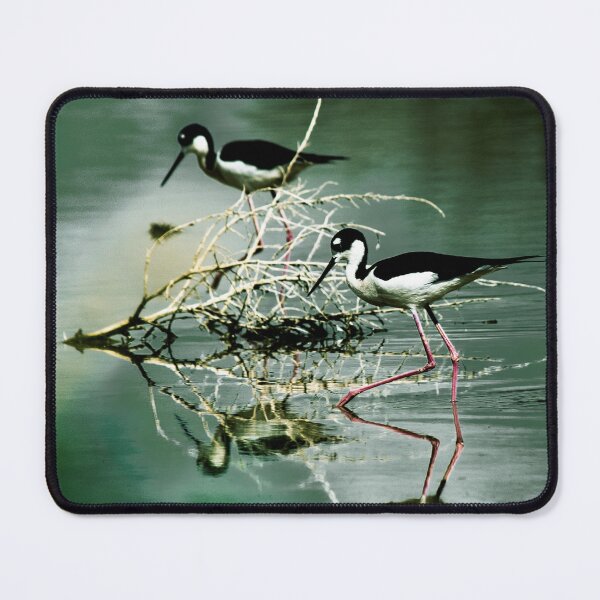 Item preview, Black necked stilts designed and sold by Jon Jeffery Photos.