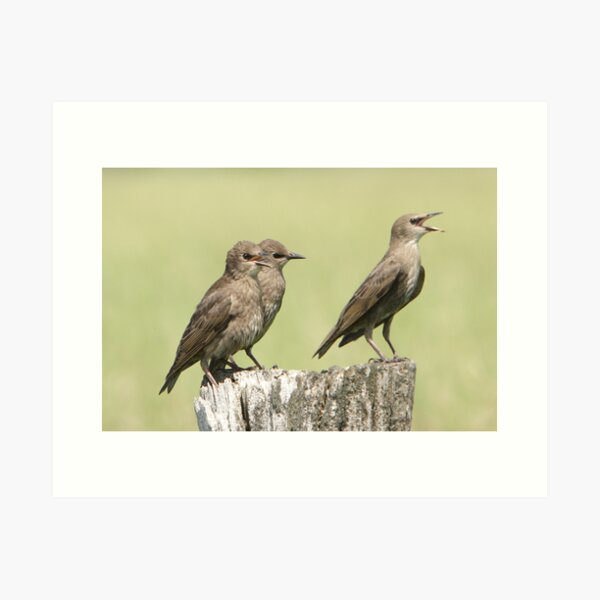 Item preview, Roadside Tenors. designed and sold by DigitallyStill.