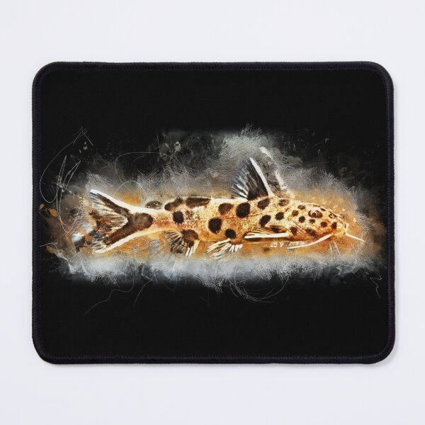 Item preview, Rock bearded catfish - Synodontis petricola designed and sold by AquariumLutter.