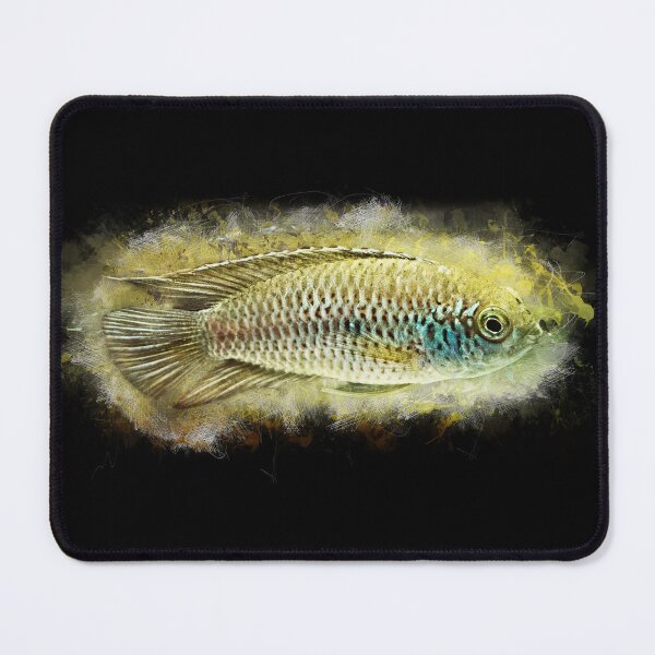 Item preview, Glossy dwarf cichlid - Nanacara anomala designed and sold by AquariumLutter.