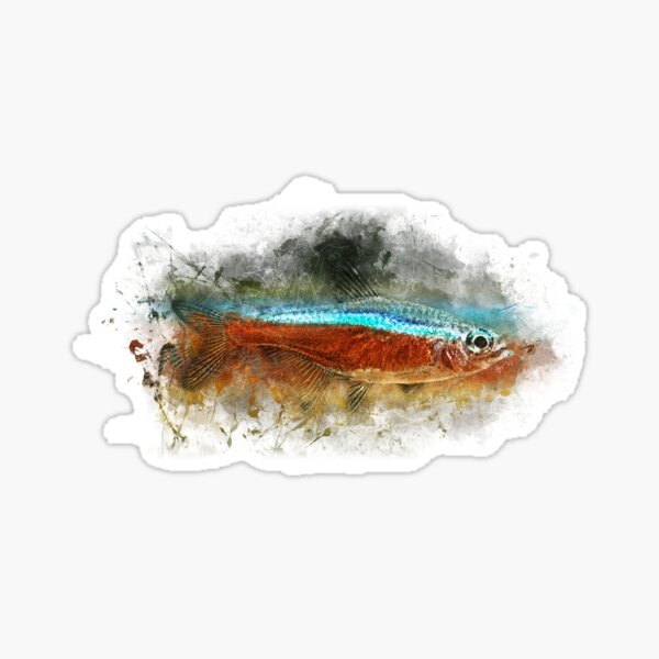 Red neon tetra - Paracheirodon axelrodi Sticker