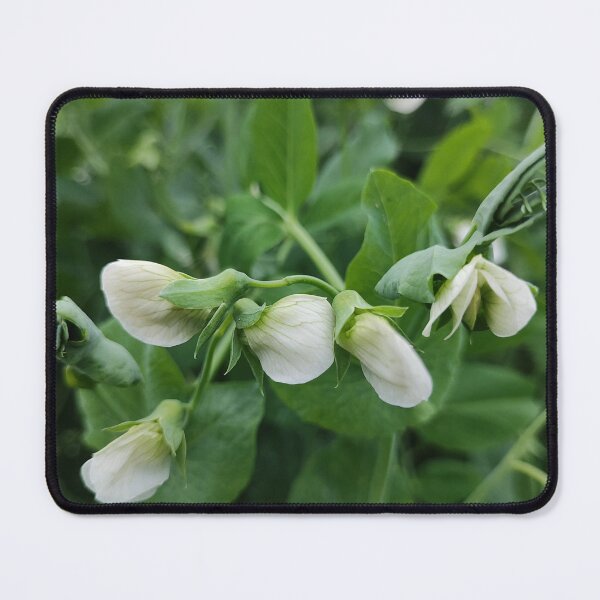 Item preview, The blooming pea designed and sold by Raigitam.