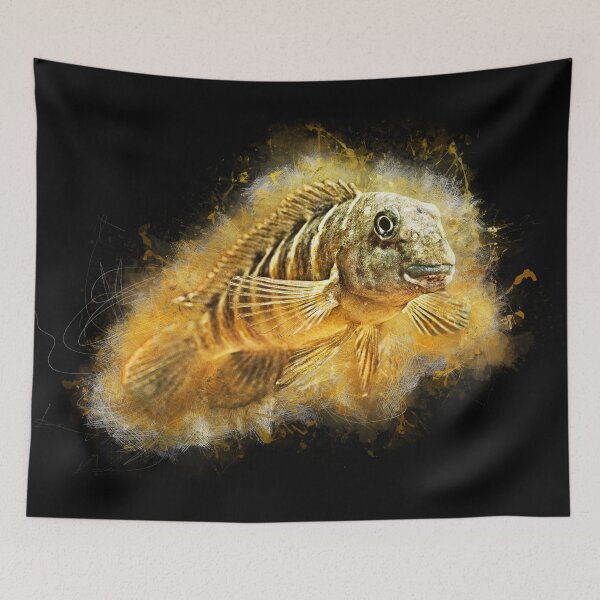 Item preview, Tanganyika Clown - Eretmodus cyanostictus “Makombe” designed and sold by AquariumLutter.